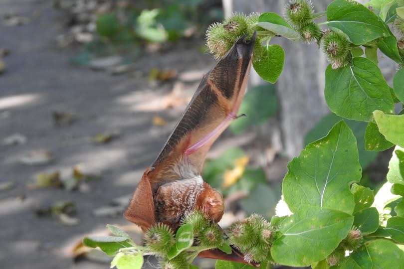 State tells pharmacies they can give Covid shots; Harvard wins big in court