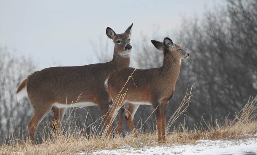 Harvard's Grim Reaper gets eight years for carving, selling off parts from bodies in the medical-school morgue