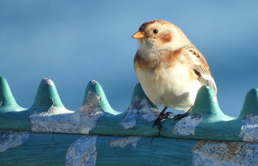 Harvard Sq. keeps killing trains; NJ police chief charged in Boston