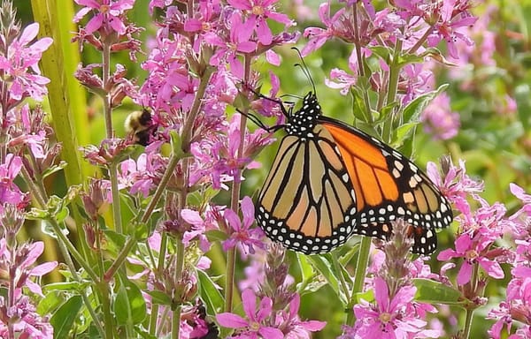 Regime freed to slash medical research