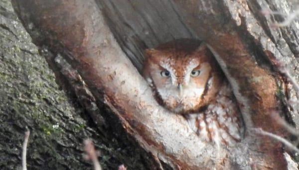 New condo building proposed for Washington Street in Roslindale