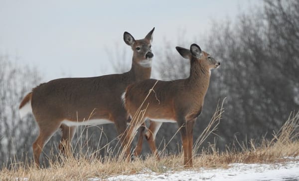 Harvard's Grim Reaper gets eight years for carving, selling off parts from bodies in the medical-school morgue