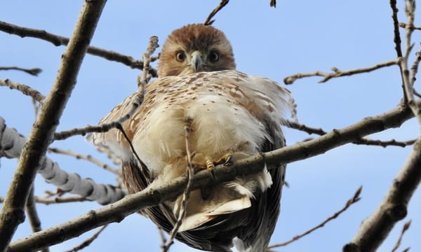Woman charged for shove onto Green Line tracks; Tufts grad student gets right to work again